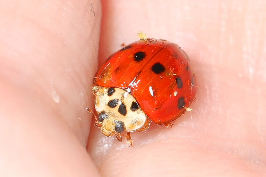 Asian Multicolored Lady Beetle