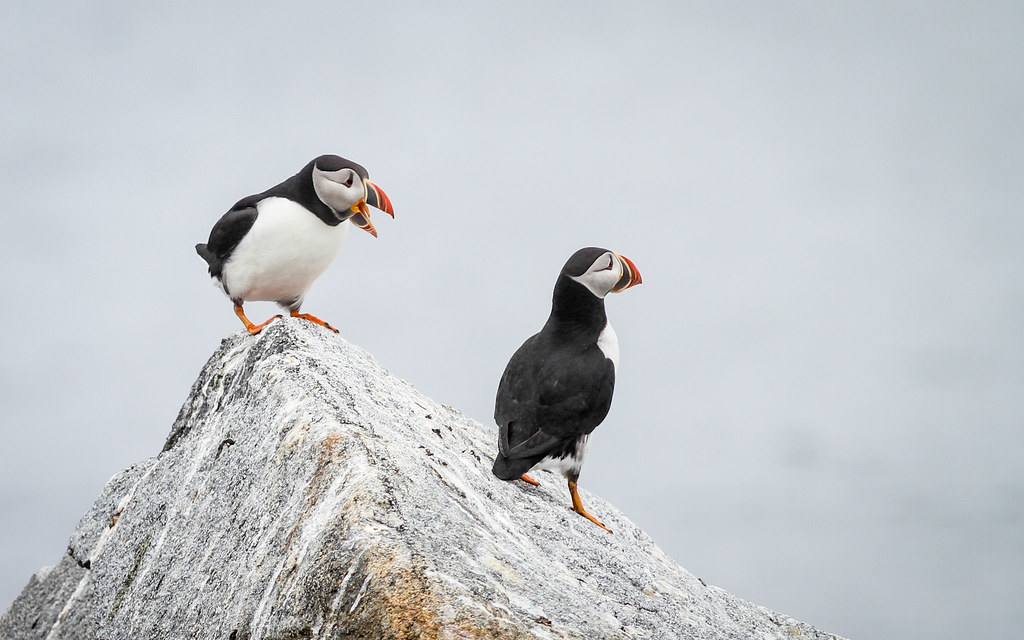 Atlantic Puffin