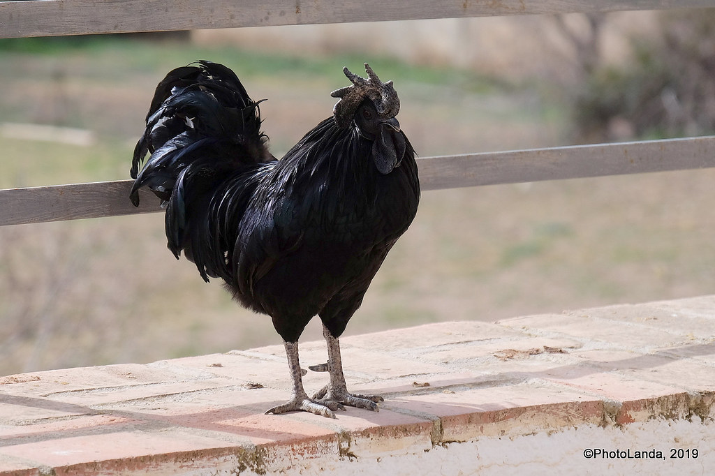 Ayam Cemani