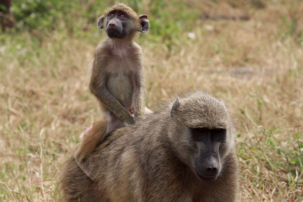 Baboons - animals with fangs