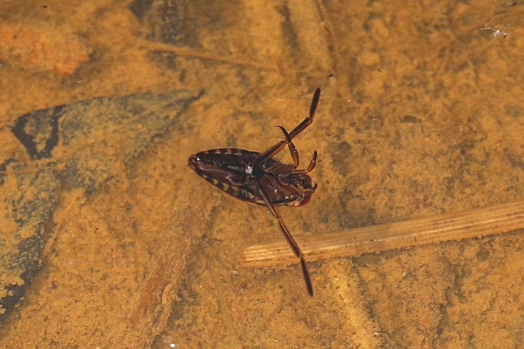 Backswimmer