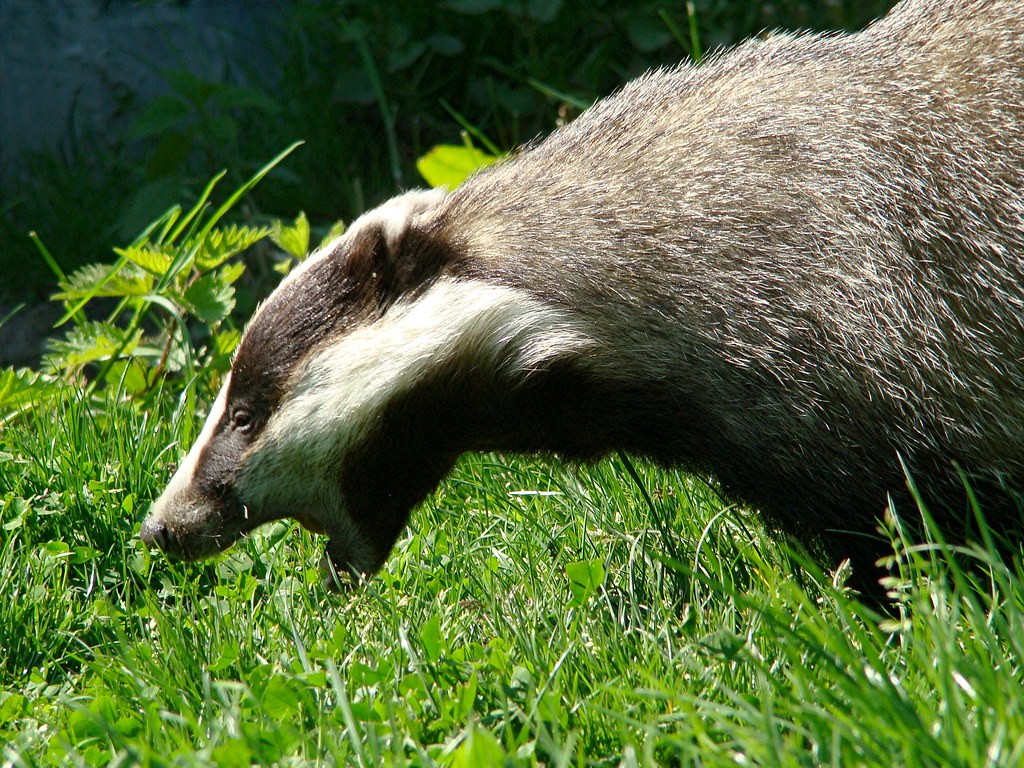 Badgers - Animals That Eat Bunnies