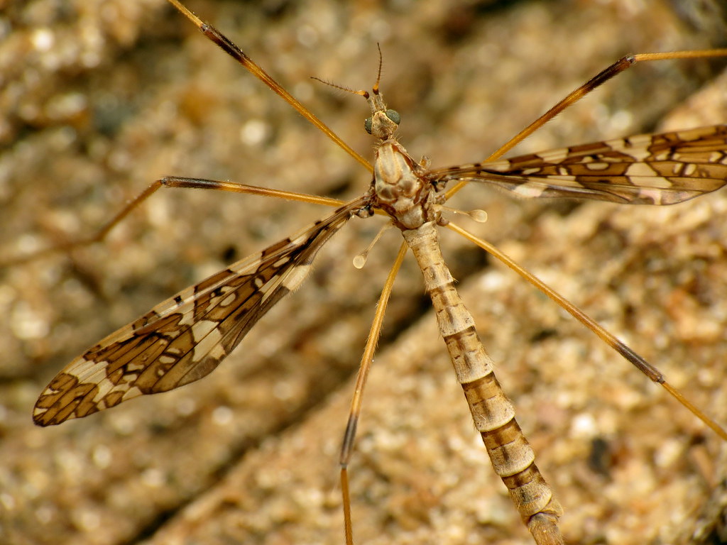 Band-Winged Crane Fly