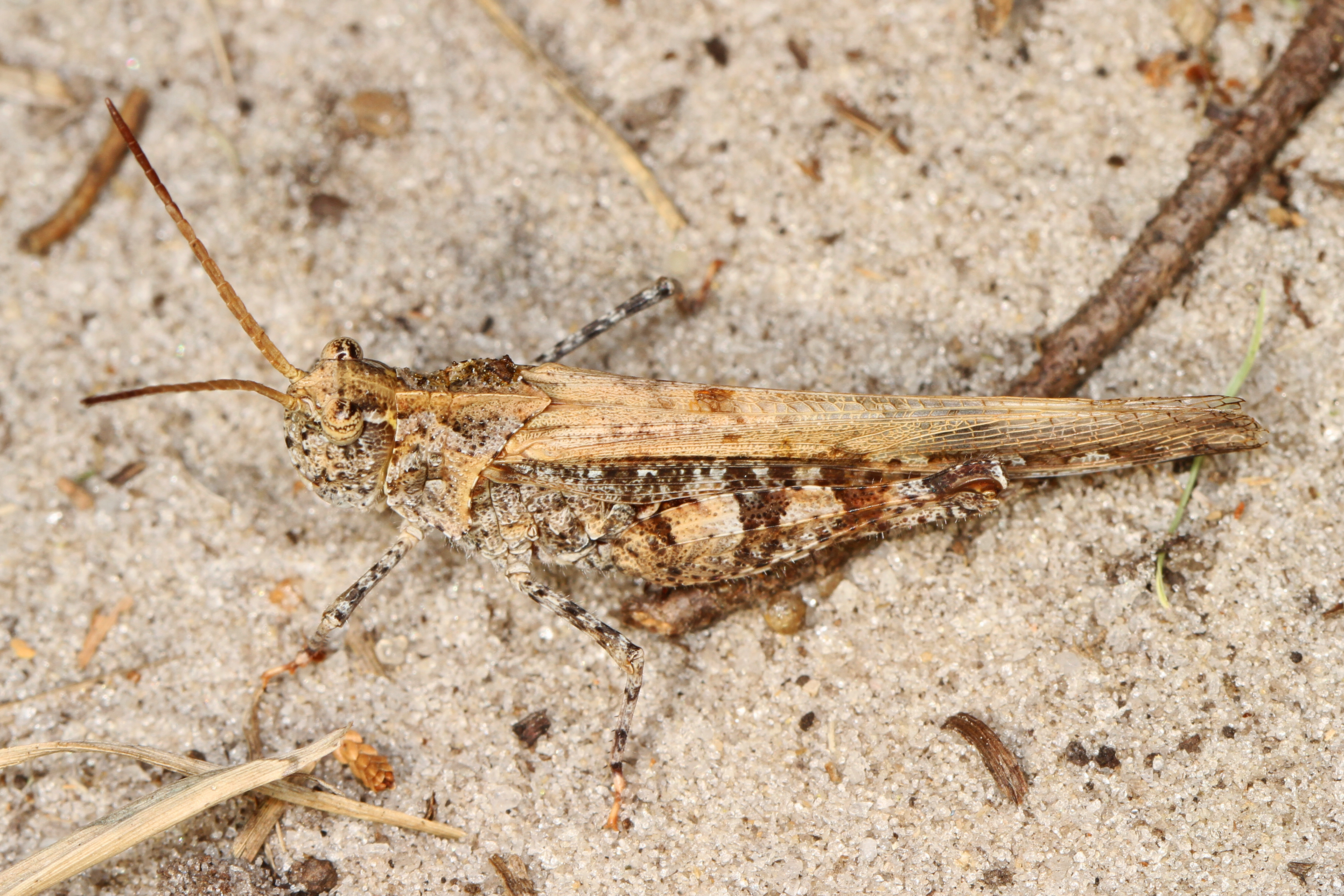 Band-winged Grasshopper