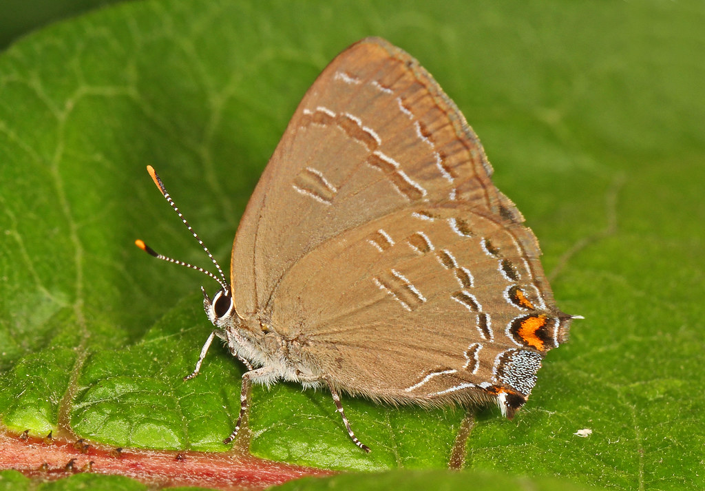Banded Hairstreak