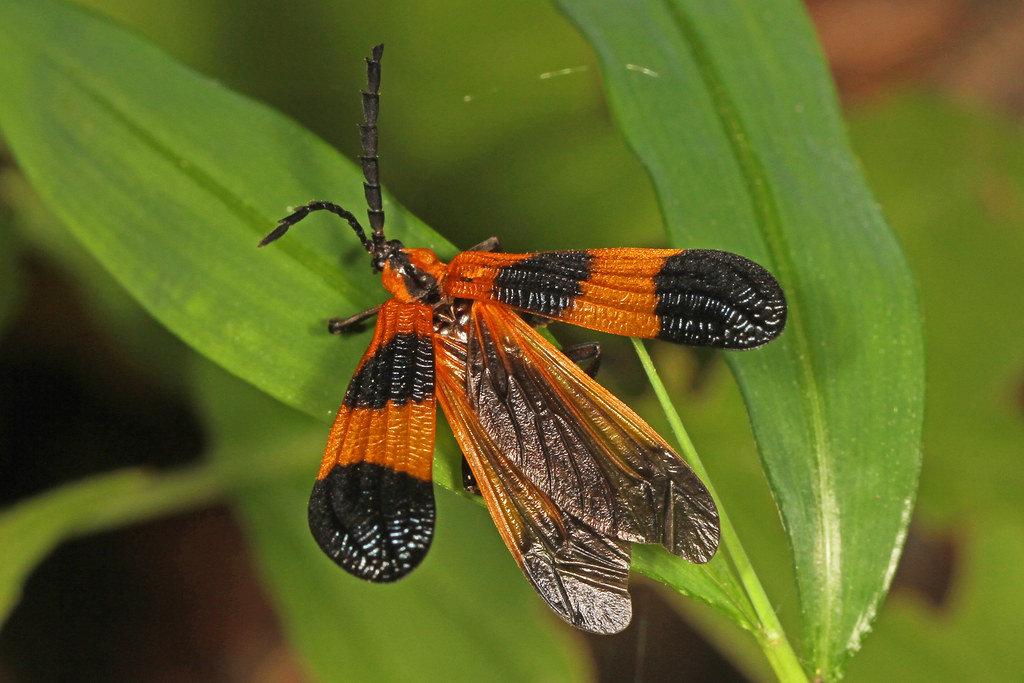Banded Net-winged Beetle