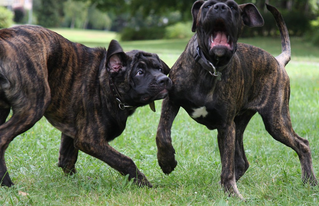 Bandog