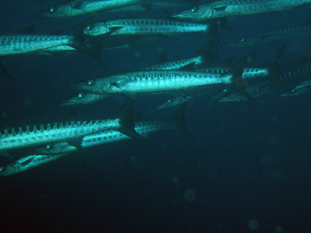 Barracuda