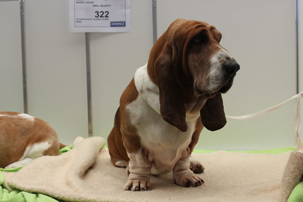 Basset Hound
