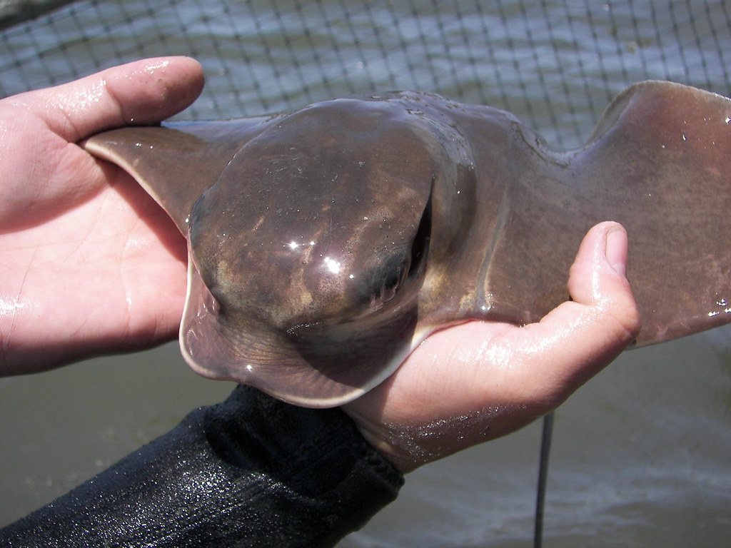 Bat Ray