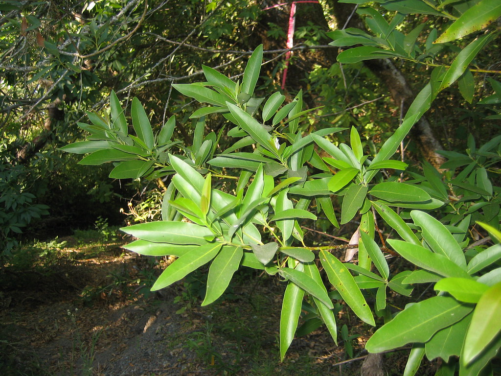 Bay Leaves