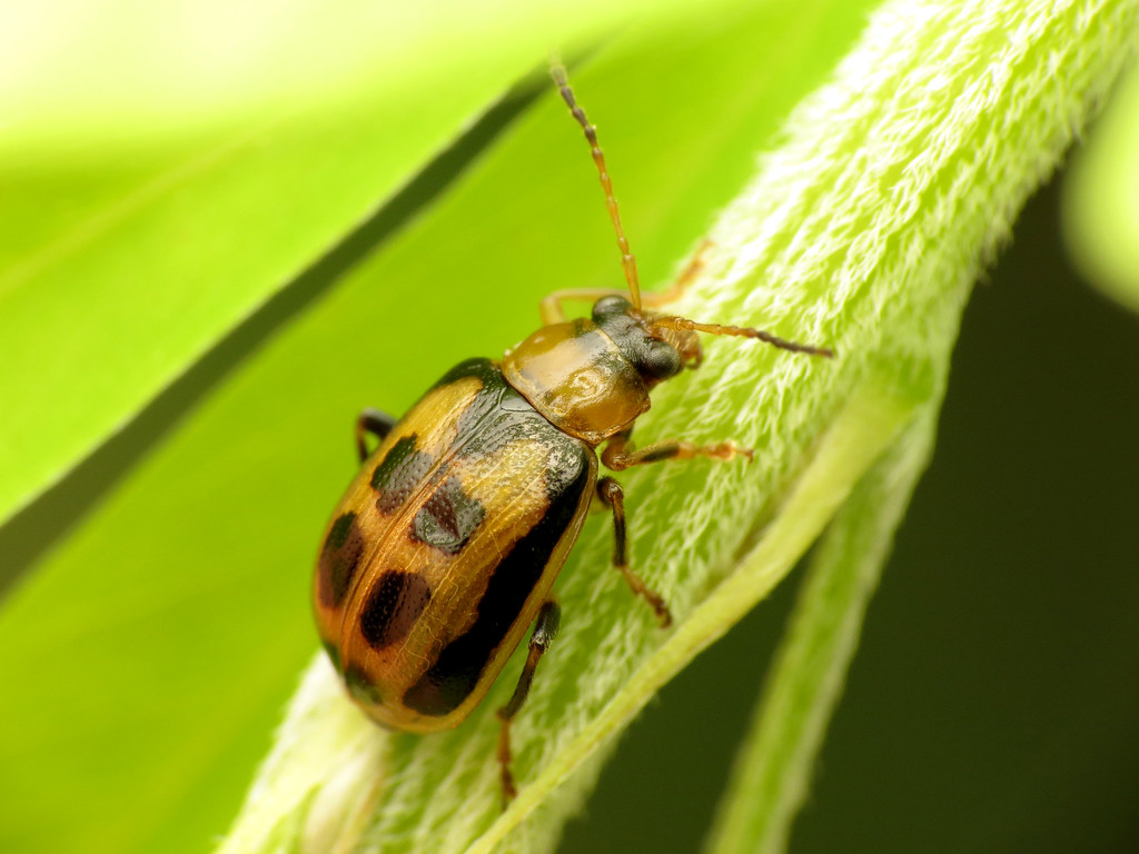 Bean Leaf Beetle