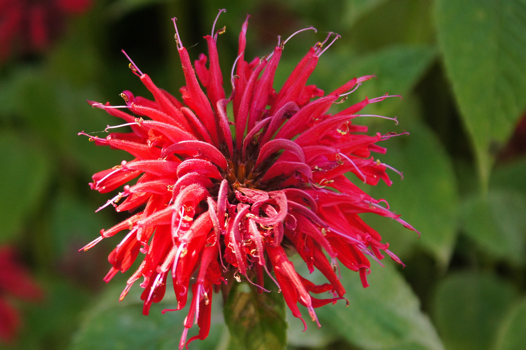 Bee Balm