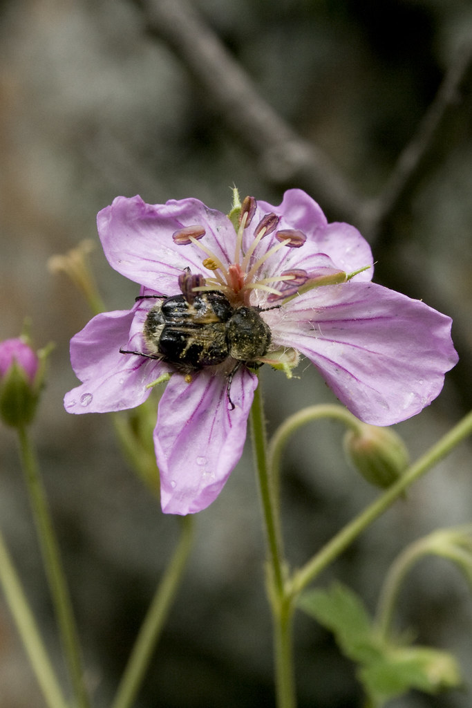Bee-like Flower Scarab Beetle