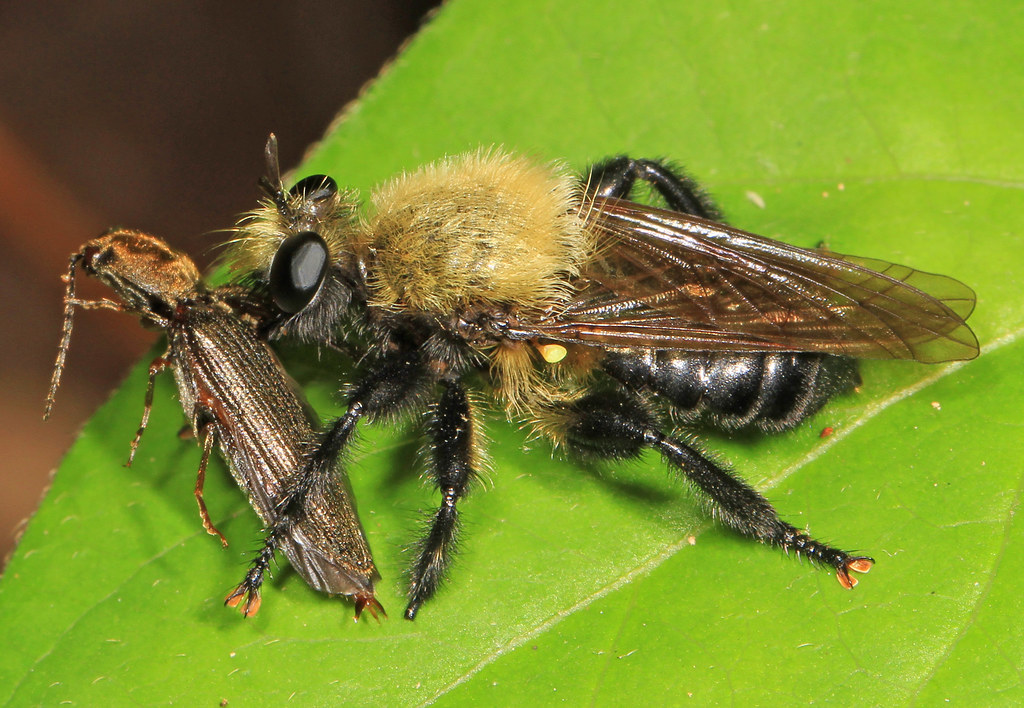 Bee-Like Robber Fly