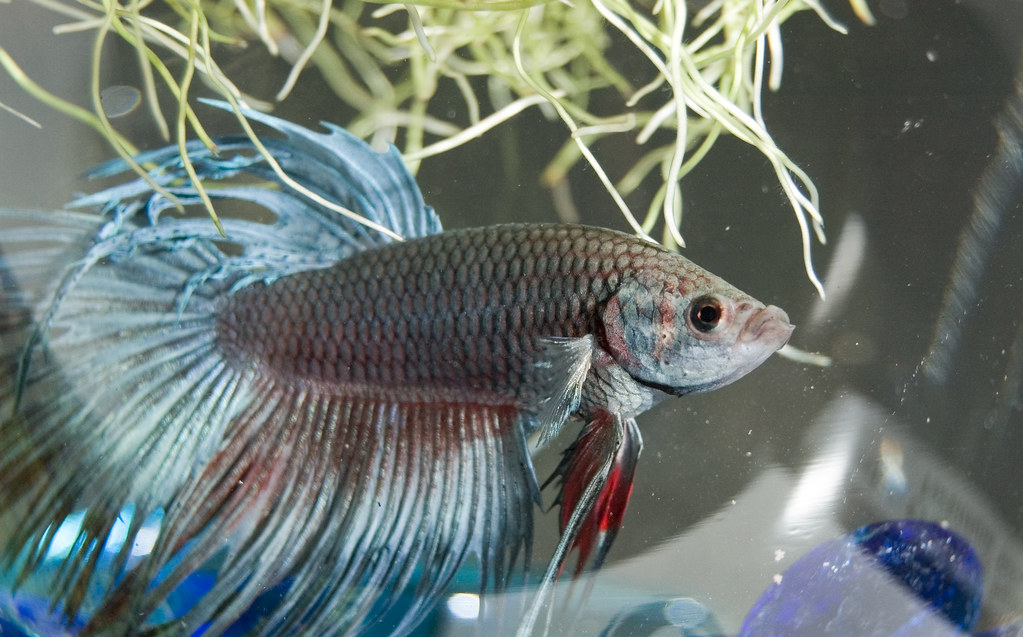 Betta