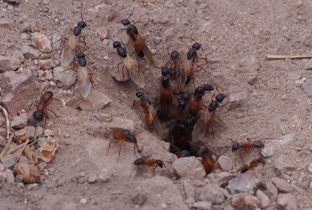 Bicolored Carpenter Ant
