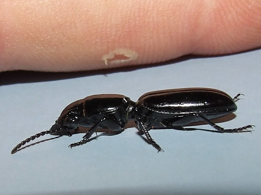 Big-headed Ground Beetle