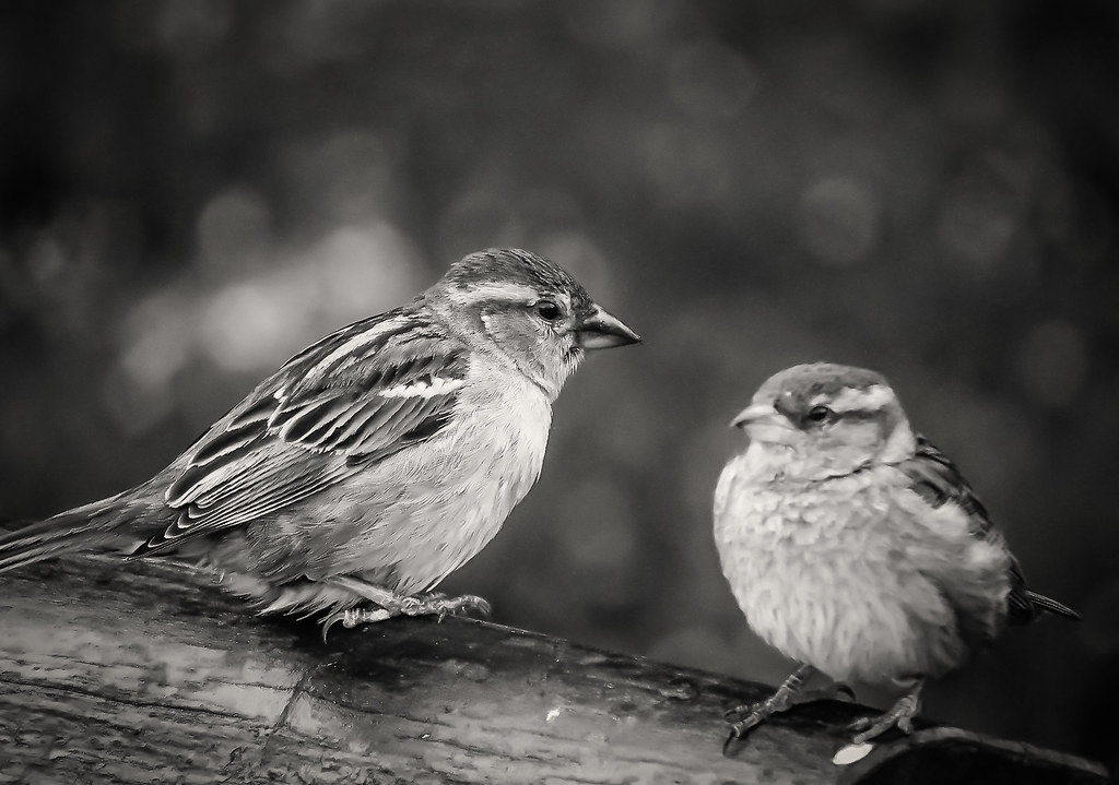 Birds - Animals That Eat Bunnies