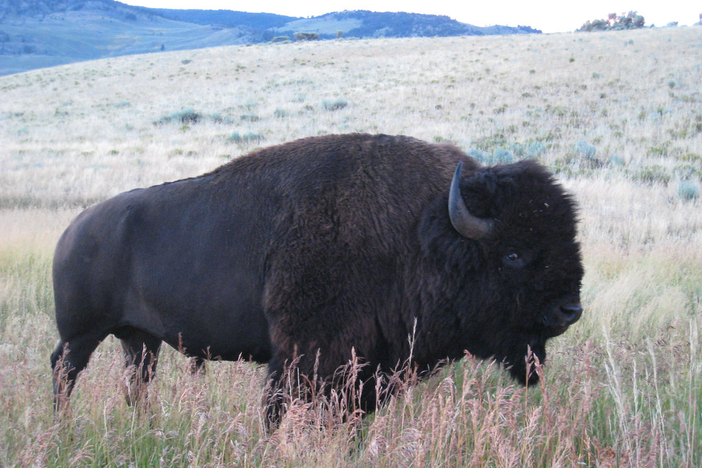 Bison