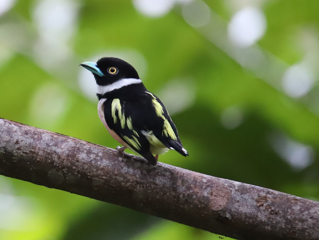 Black and Yellow Broadbill