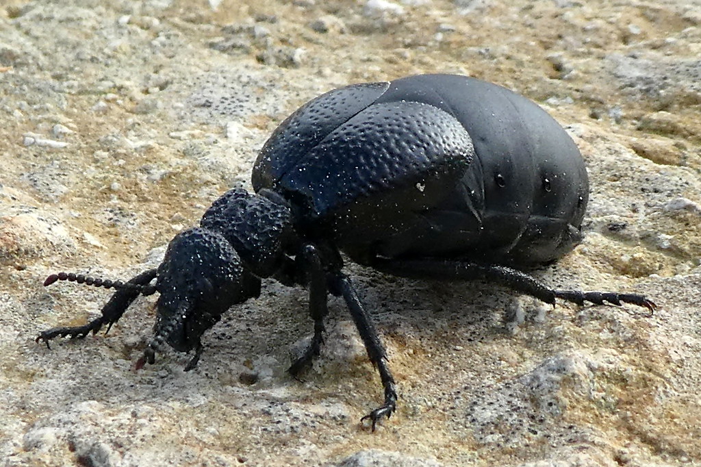 Black Blister Beetle - Types of Beetles in Massachusetts