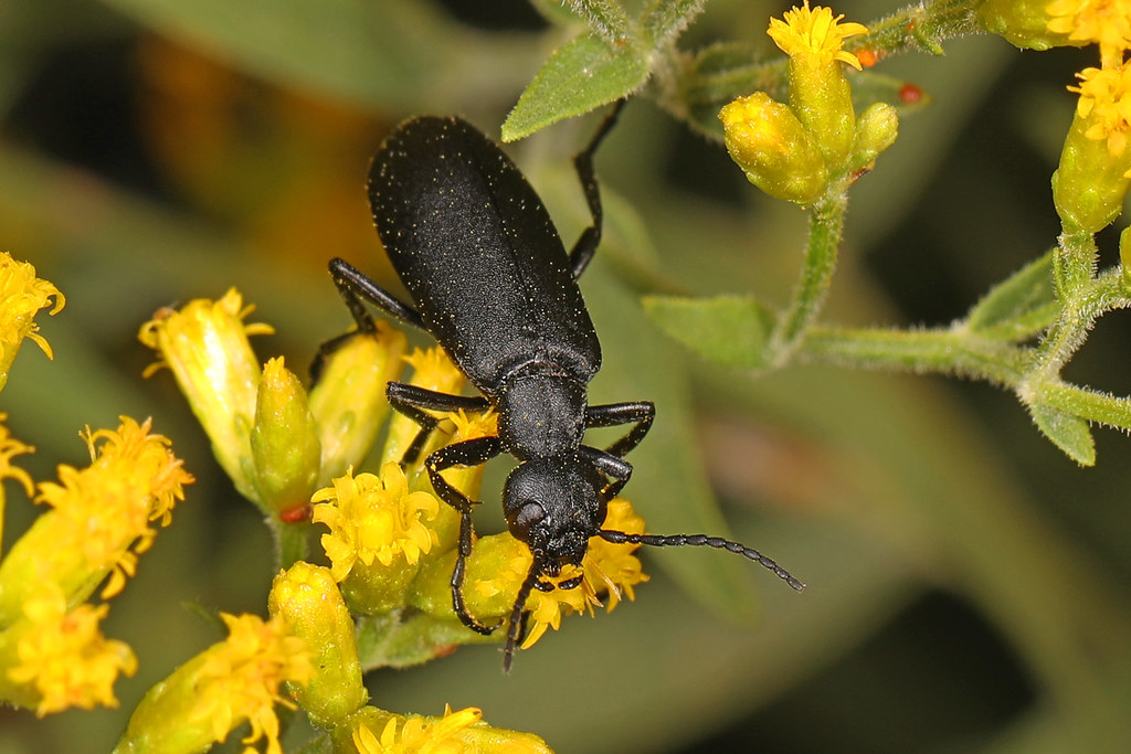 Black Blister Beetle