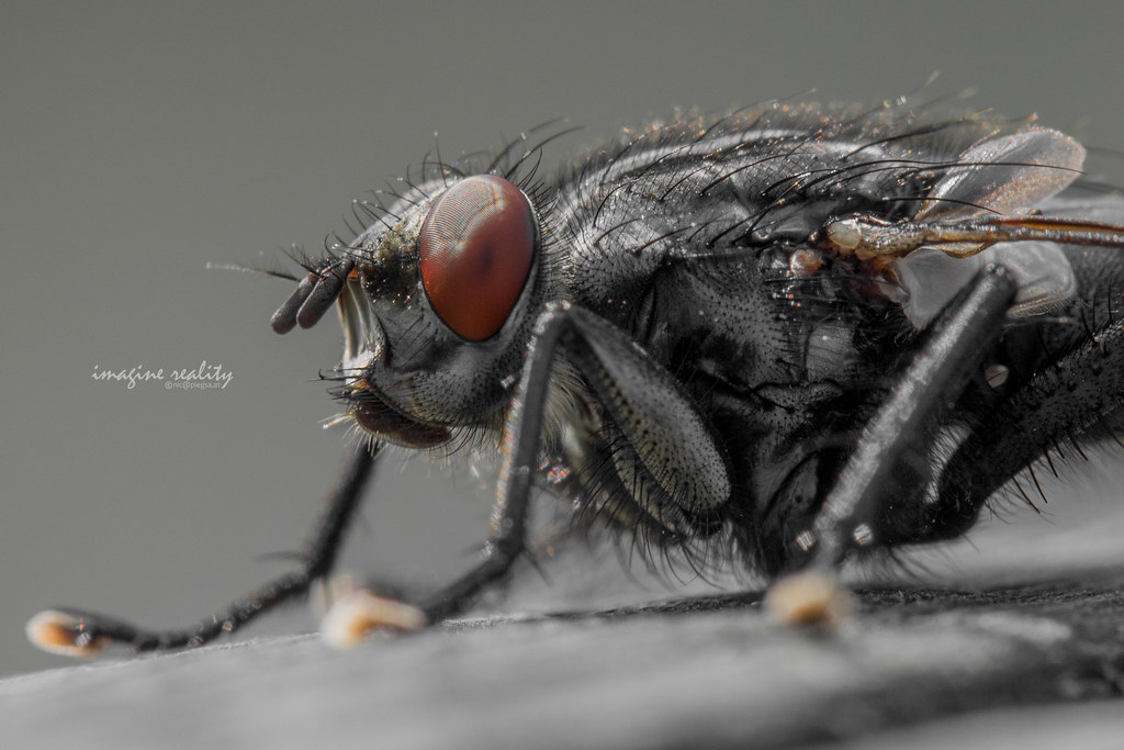Black Blow Fly - Different Types of Flies in Massachusetts 