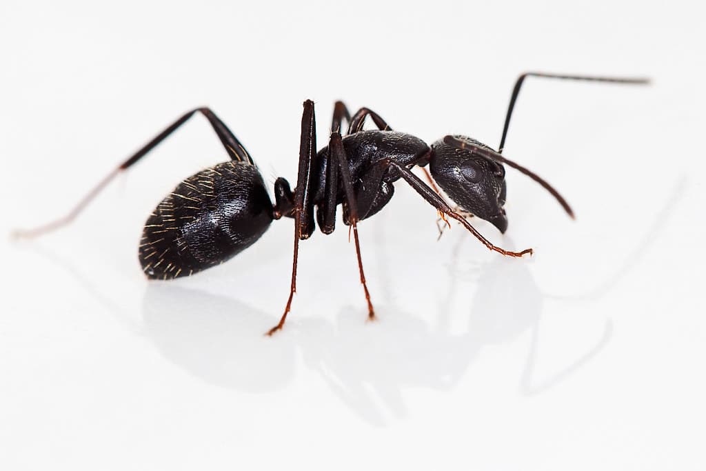 Black Carpenter Ant - Types of Ants in Pennsylvania