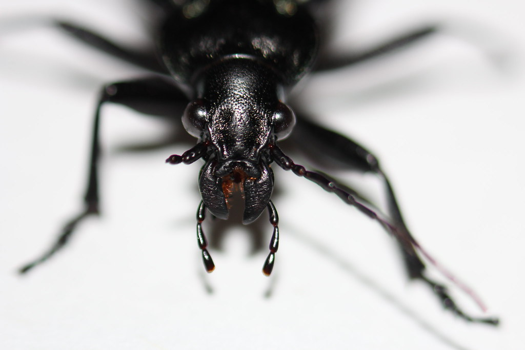 Black Caterpillar Hunter