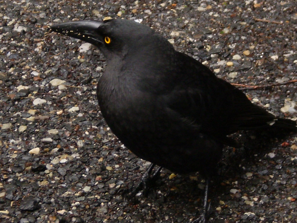 Black Currawong 