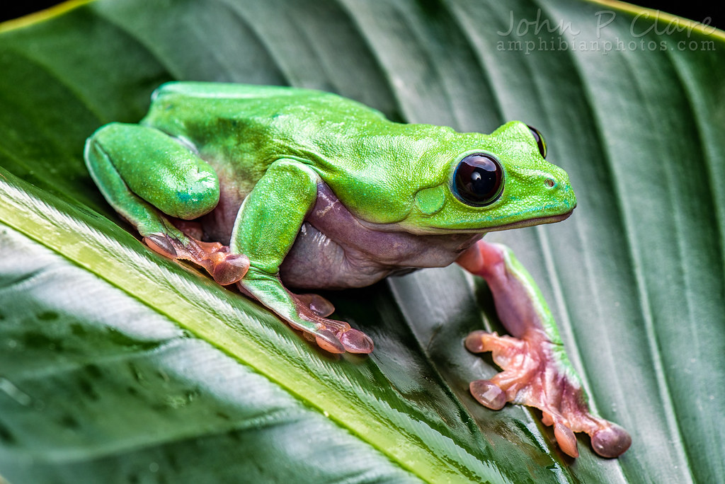 Black-eyed Leaf Frog
