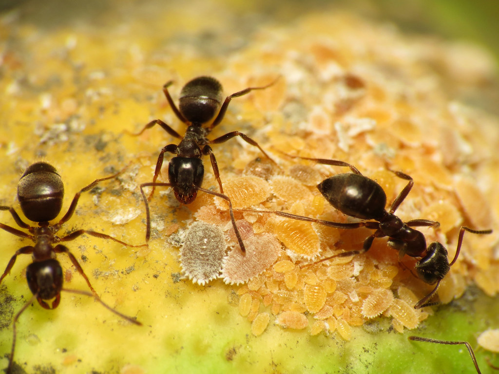 Black Garden Ant - Types of Ants for Ant Farms