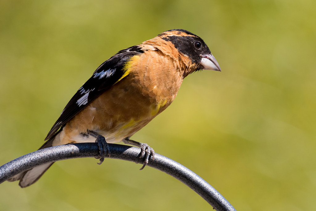 Black-headed Grosbeak