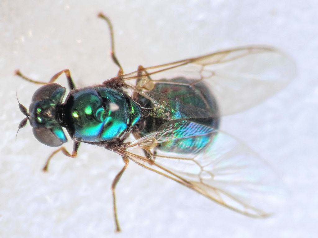 Black-Horned Gem Fly