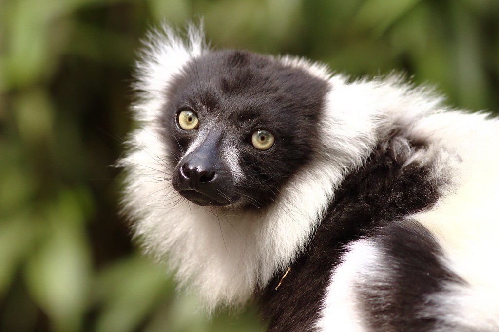 Black Lemurs