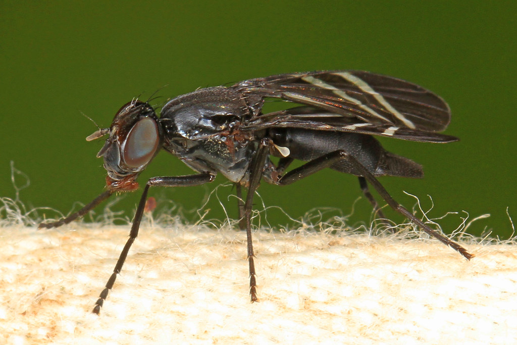 Black Onion Fly