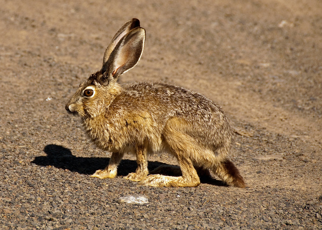 Black-Tailed Jackrabbit