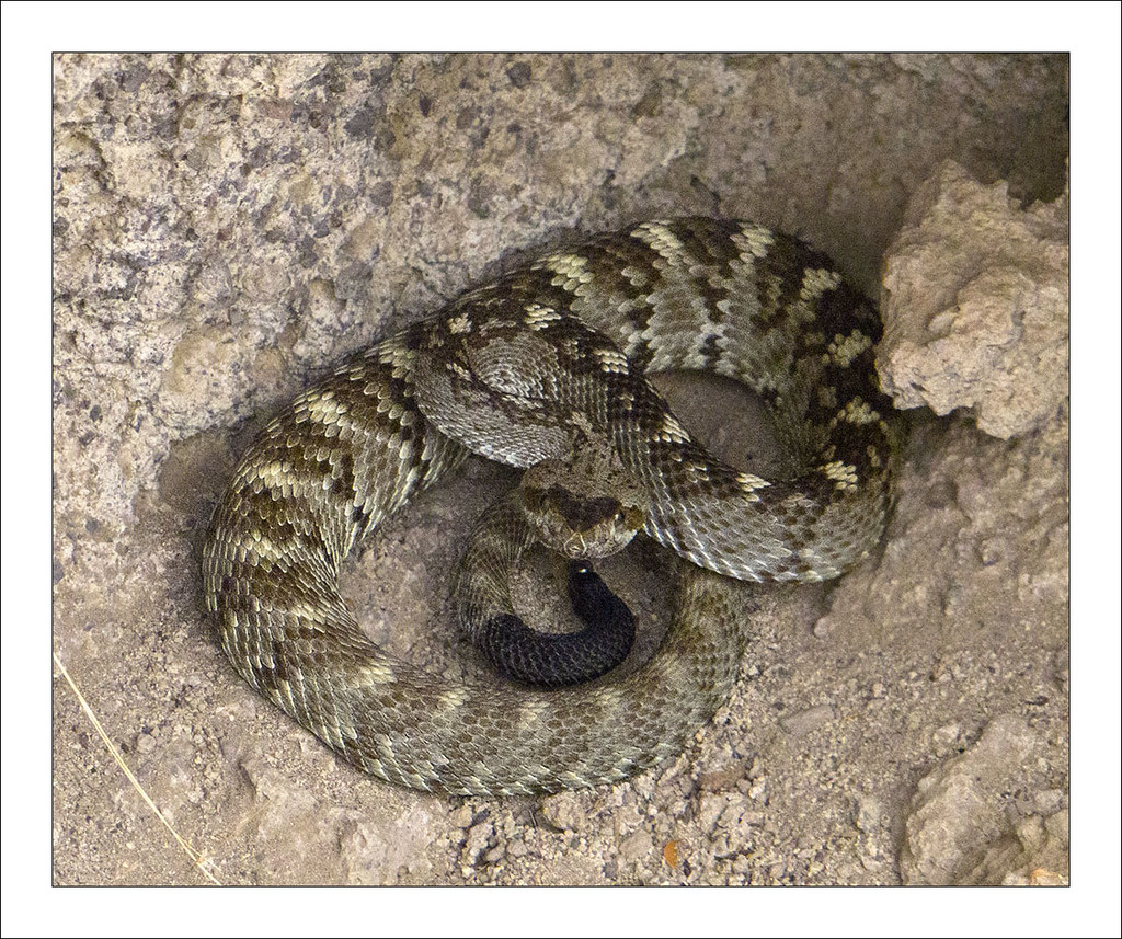 Black-tailed Rattlesnake - Most Venomous Snakes in the US