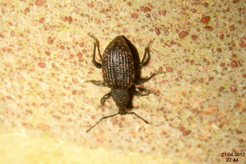 Black Vine Weevil - Types of Beetles in Montana