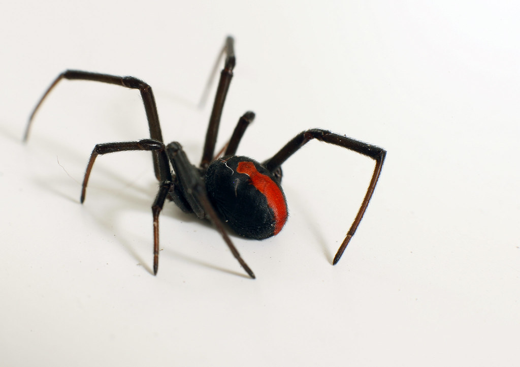 Black Widow Spider