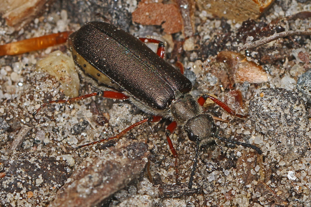 Blister Beetle