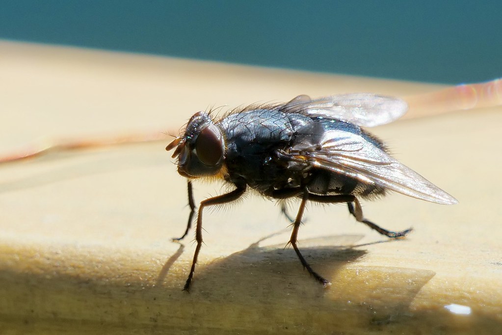 Blue Blow Fly - Different Types of Flies in Massachusetts 