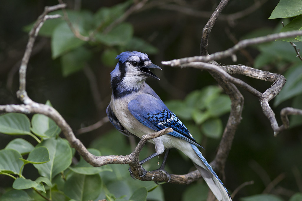 Blue Jays
