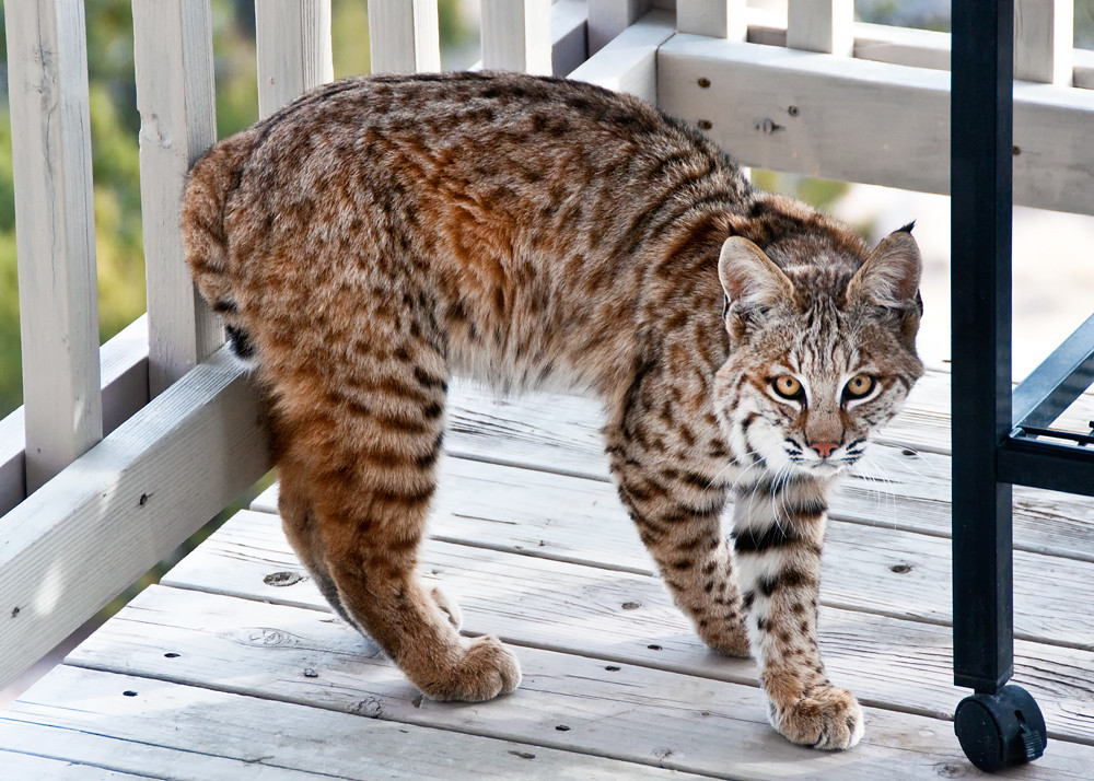 Bobcat