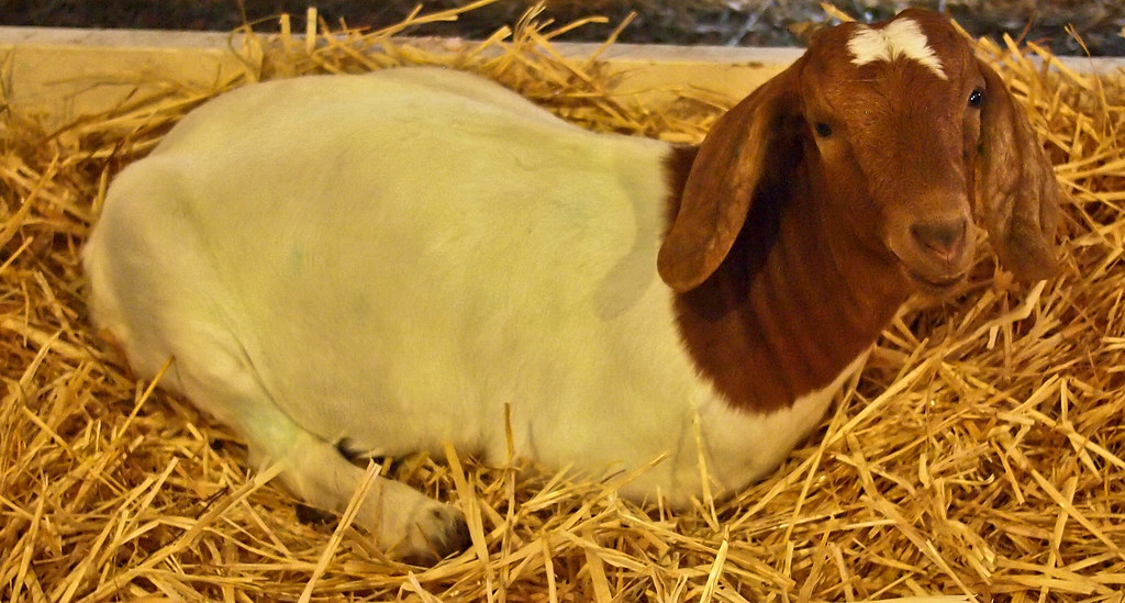 Boer Goat