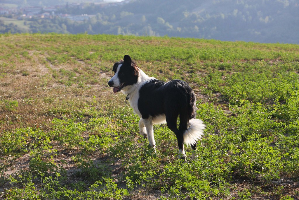 Border Collie Dog 