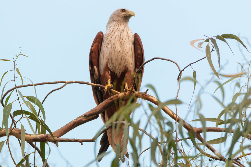 Brahminy Kites