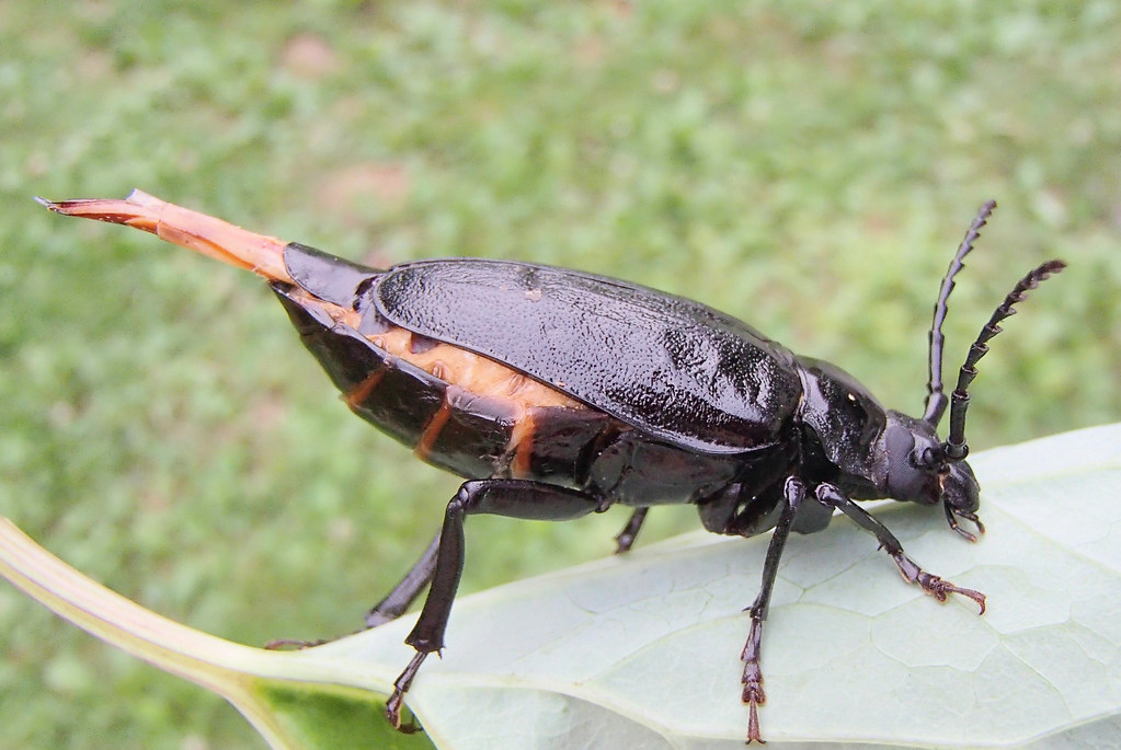 Broad-necked Root Borer