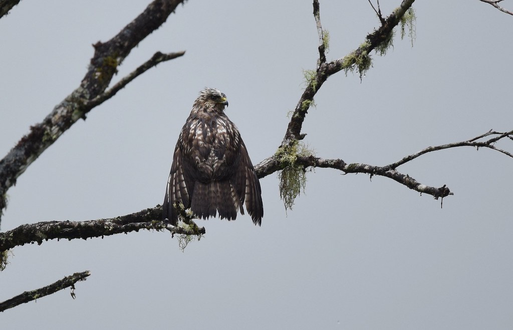Broad-winged Hawk